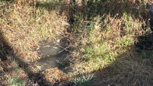Autoridades limpian maleza, pero fuga de aguas negras sigue contaminando el Río Lerma Autoridades limpian maleza, pero fuga de aguas negras sigue contaminando el Río Lerma