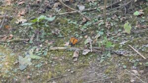 Renace la esperanza: Santuario duplica colonias de mariposa monarca en 2025 Renace la esperanza: Santuario duplica colonias de mariposa monarca en 2025