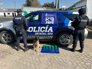 Impide oficial canino Janka traslado de droga mediante empresa de paquetería en Irapuato Impide oficial canino Janka traslado de droga mediante empresa de paquetería en Irapuato