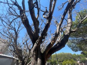 MUEREN ÁRBOLES DE JARDÍN PRINCIPAL Y RESPONSABILIZAN AL MUNICIPIO POR EL DAÑO AMBIENTAL Y RIESGO DE ACCIDENTE MUEREN ÁRBOLES DE JARDÍN PRINCIPAL Y RESPONSABILIZAN AL MUNICIPIO POR EL DAÑO AMBIENTAL Y RIESGO DE ACCIDENTE