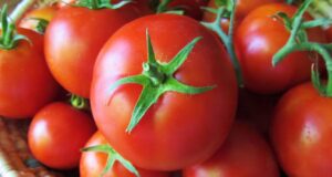 México busca diálogo con EE.UU. para evitar aranceles al jitomate México busca diálogo con EE.UU. para evitar aranceles al jitomate