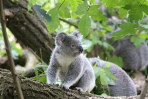 Australia sacrifica a 750 koalas desde helicópteros tras devastador incendio en Victoria Australia sacrifica a 750 koalas desde helicópteros tras devastador incendio en Victoria
