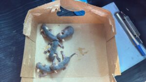 RESCATAN A UNA CAMADA DE TLACUACHES ANTES DE SER ALCANZADA POR EL FUEGO RESCATAN A UNA CAMADA DE TLACUACHES ANTES DE SER ALCANZADA POR EL FUEGO