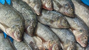 Baja venta de mariscos en Irapuato durante la Cuaresma; comerciantes culpan a la competencia y pérdida de tradiciones Baja venta de mariscos en Irapuato durante la Cuaresma; comerciantes culpan a la competencia y pérdida de tradiciones