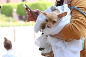 CANI de Irapuato promueve adopción responsable de mascotas rescatadas CANI de Irapuato promueve adopción responsable de mascotas rescatadas