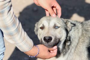 Prioriza CANI cultura de bienestar animal: aplican más de 90 multas Prioriza CANI cultura de bienestar animal: aplican más de 90 multas