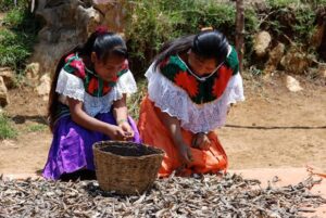 Pese a recortes federales, Guanajuato hace inversión en comunidades indígenas Pese a recortes federales, Guanajuato hace inversión en comunidades indígenas