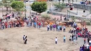 Indignación en Guanajuato: amarran gatos con cuetes y les prenden fuego durante fiesta patronal Indignación en Guanajuato: amarran gatos con cuetes y les prenden fuego durante fiesta patronal