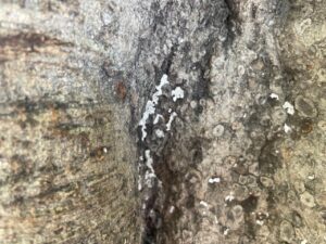 PLAGA SE EXPANDE A MÁS ÁRBOLES DEL JARDÍN PRINCIPAL PLAGA SE EXPANDE A MÁS ÁRBOLES DEL JARDÍN PRINCIPAL