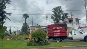 Recortan árboles en Irapuato para evitar tragedias en temporada de lluvias Recortan árboles en Irapuato para evitar tragedias en temporada de lluvias