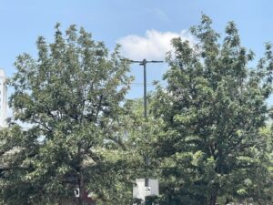 Irapuatenses también pueden plantar árboles con responsabilidad en la ciudad Irapuatenses también pueden plantar árboles con responsabilidad en la ciudad