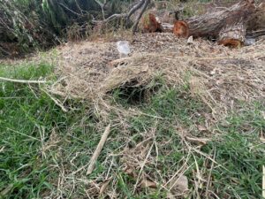 ARDILLAS LUCHAN POR SOBREVIVIR EN UN BASURERO DEL ECOPARQUE ARDILLAS LUCHAN POR SOBREVIVIR EN UN BASURERO DEL ECOPARQUE