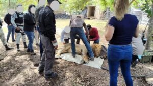 TRASLADAN A ZOOLÓGICO DE MOROLEÓN A DOS LEONES QUE FUERON ASEGURADOS POR AUTORIDADES FEDERALES EN TUXPAN NAYARIT TRASLADAN A ZOOLÓGICO DE MOROLEÓN A DOS LEONES QUE FUERON ASEGURADOS POR AUTORIDADES FEDERALES EN TUXPAN NAYARIT