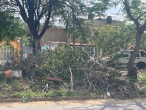 Atiende municipio de Salamanca cortes de ramas tras daños a automovilistas Atiende municipio de Salamanca cortes de ramas tras daños a automovilistas