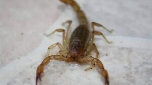 Aumentan picaduras de alacrán en Irapuato; no son “importados”, confirma Jurisdicción Sanitaria Aumentan picaduras de alacrán en Irapuato; no son “importados”, confirma Jurisdicción Sanitaria