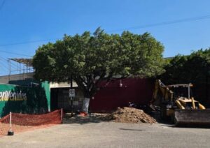 MODERNIDAD Y DIGNIFICACIÓN DEL MERCADO COSTÓ LA VIDA DE ÁRBOL MODERNIDAD Y DIGNIFICACIÓN DEL MERCADO COSTÓ LA VIDA DE ÁRBOL