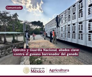 NIEGAN CASOS DE GUSANO BARRENADOR DE GANADO EN GUANAJUATO Y RECONOCEN APOYO DE EJERCITO Y GUARDIA NACIONAL PARA REVISAR VEHÍCULOS QUE TRANSPORTAN GANADO NIEGAN CASOS DE GUSANO BARRENADOR DE GANADO EN GUANAJUATO Y RECONOCEN APOYO DE EJERCITO Y GUARDIA NACIONAL PARA REVISAR VEHÍCULOS QUE TRANSPORTAN GANADO