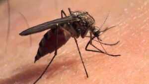 Guanajuato suma 165 casos de dengue; León y Valle de Santiago encabezan el alza Guanajuato suma 165 casos de dengue; León y Valle de Santiago encabezan el alza