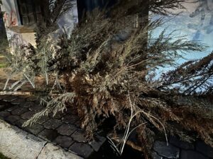 Intensas lluvias provocan exhiben filtraciones y caída de árbol en Irapuato Intensas lluvias provocan exhiben filtraciones y caída de árbol en Irapuato