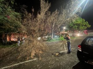 PIDEN AL MUNICIPIO QUE SE LLEVEN RAMAS Y DESECHOS DE ÁRBOLES QUE PODÓ Y ACABO DE DERRIBAR HACE 18 DÍAS PIDEN AL MUNICIPIO QUE SE LLEVEN RAMAS Y DESECHOS DE ÁRBOLES QUE PODÓ Y ACABO DE DERRIBAR HACE 18 DÍAS
