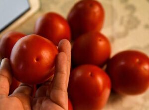 “El tomate no tiene sustituto”: Sheinbaum rechaza arancel de EE. UU. y alista apoyo a productores “El tomate no tiene sustituto”: Sheinbaum rechaza arancel de EE. UU. y alista apoyo a productores