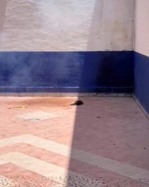 Abre Fiscalía investigación por crueldad animal en Pénjamo Abre Fiscalía investigación por crueldad animal en Pénjamo