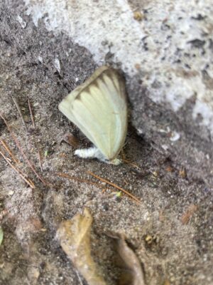 NEBULIZAN PARA ERRADICAR MOSCO DEL DENGUE PERO VIDA ES INCIERTA PARA POLINIZADORES NEBULIZAN PARA ERRADICAR MOSCO DEL DENGUE PERO VIDA ES INCIERTA PARA POLINIZADORES