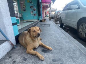 Atención Salamanca: Invitan a personas a vacunar a sus perros y gatos Atención Salamanca: Invitan a personas a vacunar a sus perros y gatos