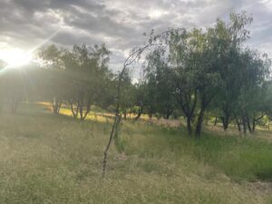 DESACTIVAN PRECONTINGENCIA AMBIENTAL POR MEJORA EN LA CALIDAD DEL AIRE DESACTIVAN PRECONTINGENCIA AMBIENTAL POR MEJORA EN LA CALIDAD DEL AIRE