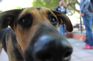 Alerta en Salamanca: denuncian a hombre que ataca y mata perros en colonias del sur Alerta en Salamanca: denuncian a hombre que ataca y mata perros en colonias del sur