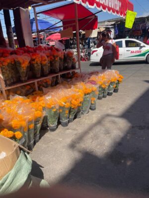 Comienza la llegada de flor de cempasúchil al mercado Tomasa Esteves Comienza la llegada de flor de cempasúchil al mercado Tomasa Esteves