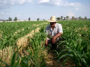 Sheinbaum admite crisis en el precio del maíz Sheinbaum admite crisis en el precio del maíz