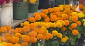 Floristas de Irapuato enfrentan caída en ventas tras Día de Muertos: “Estamos en un momento crítico” Floristas de Irapuato enfrentan caída en ventas tras Día de Muertos: “Estamos en un momento crítico”