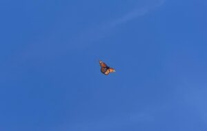 Mariposas Monarca cumplen 11 días de paso por Salamanca rumbo a Michoacán Mariposas Monarca cumplen 11 días de paso por Salamanca rumbo a Michoacán
