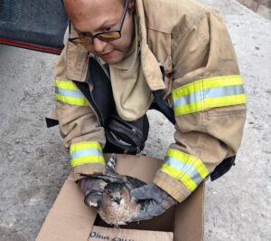 ¡Cuidado! Durante la temporada invernal respeta especies como tlacuaches y coyotes en Irapuato ¡Cuidado! Durante la temporada invernal respeta especies como tlacuaches y coyotes en Irapuato