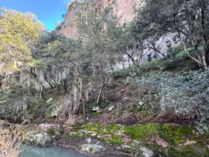 La PAOT pide un “no” al musgo y heno en la Navidad: Extracción daña los ecosistemas La PAOT pide un “no” al musgo y heno en la Navidad: Extracción daña los ecosistemas