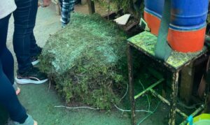Municipio autoriza venta de musgo y heno pese a advertencias estatales por daño ecológico Municipio autoriza venta de musgo y heno pese a advertencias estatales por daño ecológico