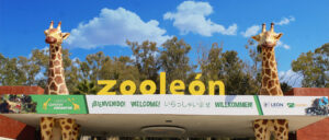 Renuncia el director del Zoológico León Renuncia el director del Zoológico León