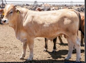 Rastro municipal de salamanca sorprende a ganaderos con cobro de prueba de clembuterol y aumento en tarifas Rastro municipal de salamanca sorprende a ganaderos con cobro de prueba de clembuterol y aumento en tarifas