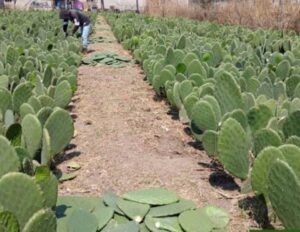 GANA EL FESTEJO DE EXPO NOPAL PERO NO CESARON LOS HECHOS VIOLENTOS EN LA COMUNIDAD DE VALTIERRILLA GANA EL FESTEJO DE EXPO NOPAL PERO NO CESARON LOS HECHOS VIOLENTOS EN LA COMUNIDAD DE VALTIERRILLA