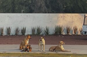 INCREMENTAN GRUPOS DE PERROS EN LOS SECTORES SUR Y CENTRO INCREMENTAN GRUPOS DE PERROS EN LOS SECTORES SUR Y CENTRO