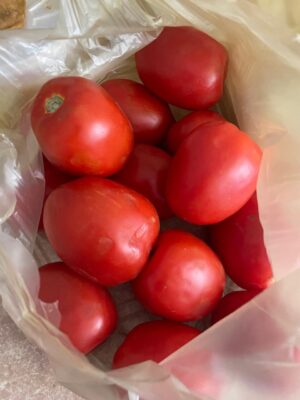 Aumenta precio del jitomate en Salamanca; pega al bolsillo en vísperas del Viernes de Dolores Aumenta precio del jitomate en Salamanca; pega al bolsillo en vísperas del Viernes de Dolores