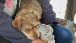 Llaman a vacunar mascotas en Irapuato; hay dosis suficientes y refuerzan cobertura en comunidades Llaman a vacunar mascotas en Irapuato; hay dosis suficientes y refuerzan cobertura en comunidades