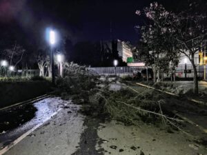 Parque Irekua repondrá arbolado tras caída de siete ejemplares por tormenta Parque Irekua repondrá arbolado tras caída de siete ejemplares por tormenta