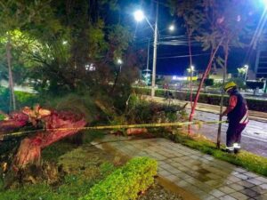 Vientos y lluvia dejan caída de árboles y daños en infraestructura en Irapuato; no hay lesionados Vientos y lluvia dejan caída de árboles y daños en infraestructura en Irapuato; no hay lesionados
