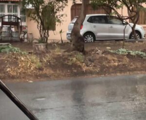 𝐏𝐄𝐑𝐒𝐏𝐄𝐂𝐓𝐈𝐕𝐀 𝐌𝐄𝐓𝐄𝐎𝐑𝐎𝐋Ó𝐆𝐈𝐂𝐀 ARROJA UNA INTENSA CREACIÓN DE HURACANES POR LA LLEGADA DE EL NIÑO 𝐏𝐄𝐑𝐒𝐏𝐄𝐂𝐓𝐈𝐕𝐀 𝐌𝐄𝐓𝐄𝐎𝐑𝐎𝐋Ó𝐆𝐈𝐂𝐀 ARROJA UNA INTENSA CREACIÓN DE HURACANES POR LA LLEGADA DE EL NIÑO