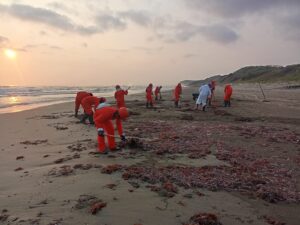 Mantienen operativo permanente para limpiar playas del Golfo tras presencia de hidrocarburo Mantienen operativo permanente para limpiar playas del Golfo tras presencia de hidrocarburo