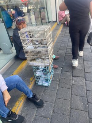 Denuncian aumento en venta ilegal de animales en tianguis de Salamanca Denuncian aumento en venta ilegal de animales en tianguis de Salamanca