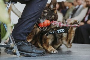 Guanajuato jubila a 10 caninos de la Unidad K9 tras siete años de servicio Guanajuato jubila a 10 caninos de la Unidad K9 tras siete años de servicio