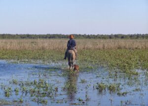 Calor y falta de agua ponen presión al campo de Irapuato; preparan programa de bordería Calor y falta de agua ponen presión al campo de Irapuato; preparan programa de bordería